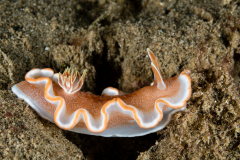 Glossodoris rufomarginata