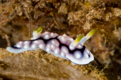 Goniobranchus geometricus