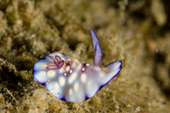 Goniobranchus hintuanensis