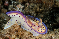 Goniobranchus kuniei