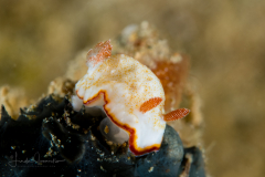 Goniobranchus preciosus