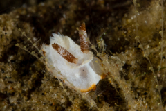 Goniodoris sp.
