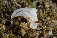 Goniodoris sp.
