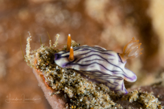 Hypselodoris zephyra