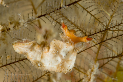 Lomanotus sp.