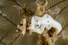 Lomanotus sp.