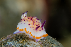 Mexichromis multituberculata