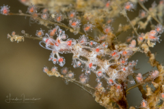 Myja longicornis
