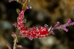 Tenellia sp. 26 NSSI