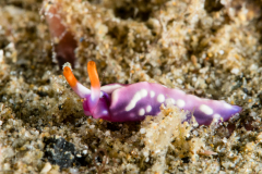 Thuridilla albopustulosa