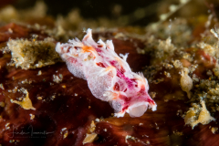 Unknown Nudibranch