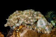 Greater Blue-Ringed Octopus - Hapalochlaena lunulata Greater Blue-Ringed Octopus - Hapalochlaena lunulata