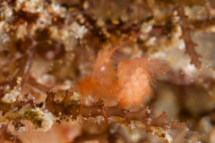 Algae Shrimp - Phycocaris simulans