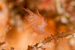 Algae Shrimp - Phycocaris simulans
