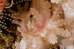 Algae Shrimp - Phycocaris simulans