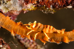 Anker's Whip Coral Shrimp - Pontonides ankeri