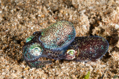 Berry's Bobtail Squid - Euprymna berryi
