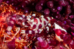 Coleman Shrimp - Periclimenes colemani