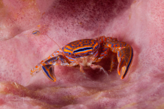 Crab - Aliaporcellana sp 5