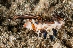 Dactylopus kuiteri