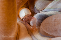 Egg Shell Shrimp - Hamopontonia corallicola