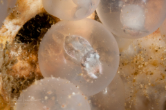 Flamboyant Cuttlefish - Metasepia pfefferi