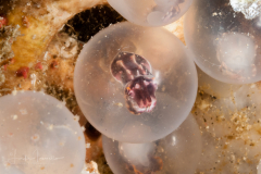 Flamboyant Cuttlefish - Metasepia pfefferi
