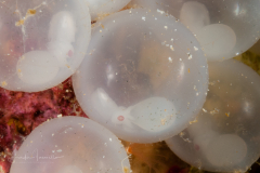 Flamboyant Cuttlefish - Metasepia pfefferi