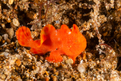 Frogfish