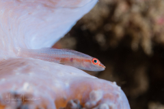 Goby