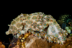 Greater Blue-Ringed Octopus - Hapalochlaena lunulata