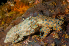 Greater Blue-Ringed Octopus - Hapalochlaena lunulata