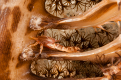 Haig's Porcelain Crab - Porcellanella haigae