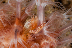Haig's Porcelain Crab - Porcellanella haigae