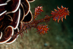 Ornate Ghost Pipefish - Solenostomus paradoxus