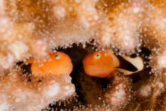 Panda Goby - Paragobiodon lacunicolus