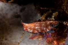 Pin-stripped flatworm -Pseudobiceros fulgor