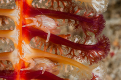 Porcellanella haigae?