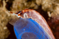 Prostheceraeus sp.