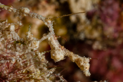 Pygmy Pipedragon - Kyonemichthys rumengani