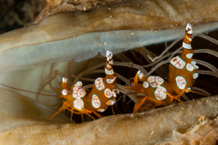 Squat Shrimp - Thor amboinensis