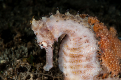 Thorny Seahorse - Hippocampus histrix