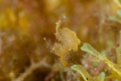 Tiny Shrimp
