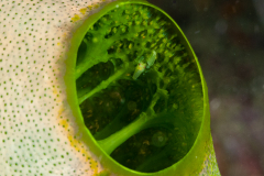 Tiny Snapping Shrimp in a Tunicate