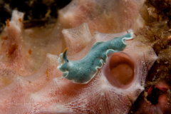 Unknown Flatworm
