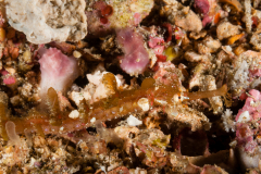 Winged Pipefish - Halicampus macrorhynchus