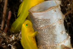 Yellow Gobies