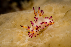 Aegires villosus