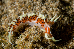 Caloria indica