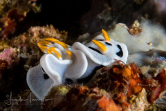 Chromodoris dianae